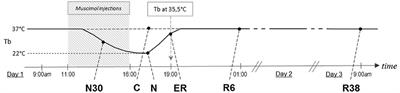 Reversible Tau Phosphorylation Induced by Synthetic Torpor in the Spinal Cord of the Rat